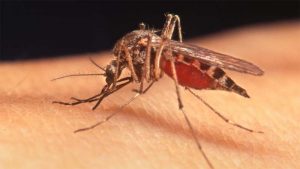 यो वर्ष सात हजार सात सय जनामा डेंगु संक्रमण, ७ जनाको मृत्यु : स्वास्थ्य सेवा विभाग