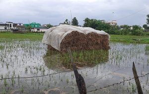 देशैभर डुब्यो धान : सबैभन्दा बढी सुदूरपश्चिम र पूर्वमा क्षति