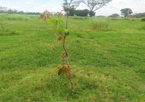 लुम्बिनीमा रोपेका करोडौं रुपैयाँका विरुवा नष्ट, आधा शताब्दीसम्ममा पनि पूरा भएन गुरुयोजना