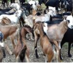 हेटौंडामा खसी–बोकाको कारोबार सुस्त, मूल्य भने उकालो