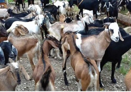 हेटौंडामा खसी–बोकाको कारोबार सुस्त, मूल्य भने उकालो