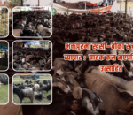 भक्तपुरमा खसी–बोका र च्याङ्ग्राको व्यापार : ग्राहक कम भएपनि व्यापारी उत्साहित
