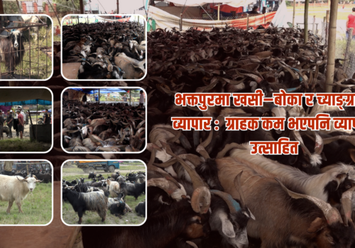 भक्तपुरमा खसी–बोका र च्याङ्ग्राको व्यापार : ग्राहक कम भएपनि व्यापारी उत्साहित